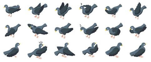 Pigeon mascotte Icônes ensemble isométrique vecteur. en colère oiseau vecteur
