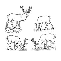 cerf vecteur illustration pour coloration