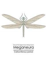 méganeura, un de le le plus grand connu en volant insectes, vecteur