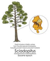 fossile inclusions dans baltique ambre de le pin espèce les sciadopités, comprenant ancien insectes et plante Matériel vecteur