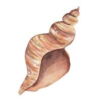 spirale coquille. aquarelle illustration vecteur