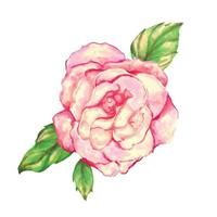 rose rose sur fond blanc. illustration vectorielle aquarelle vecteur