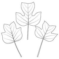 tulipe peuplier ou liriodendron tulipifera contour feuilles vecteur