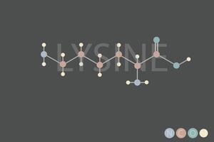 lysine moléculaire squelettique chimique formule vecteur