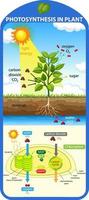 Diagramme montrant le processus de photosynthèse dans une plante vecteur