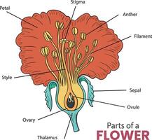 les pièces de une fleur diagramme vecteur