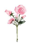 aquarelle de rose Rose bouquet éléments conception vecteur