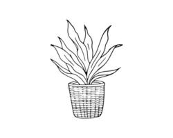 plante dans une pot de fleur. main tiré feuillage plante d'appartement pour Accueil décor illustration. plante croissance dans une fleur pot icône. isolé objet sur une blanc Contexte. vecteur