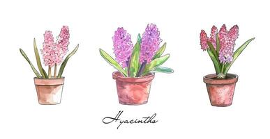 rose violet jacinthe collection aquarelle dessin isolé sur transparent Contexte vecteur