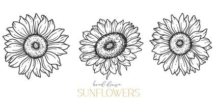 tournesols ligne art, bien ligne tournesols main tiré illustration. bien ligne tournesols illustration. floral ligne art. noir et blanc tournesols graphique vecteur