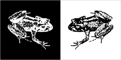 illustration graphique de grenouille icône vecteur