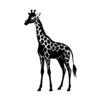 une girafe avec une noir et blanc dessin sur blanc Contexte vecteur