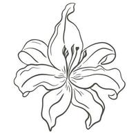 fleur de lys croquis main gravure vecteur