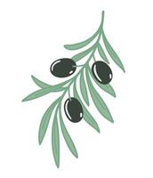 olive branche avec feuilles et noir Olives. plat Couleur illustration isolé sur blanc Contexte. vecteur