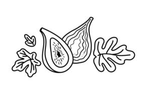 figues, moitié et entier fruit et feuilles. noir ligne illustration isolé sur blanc Contexte. vecteur