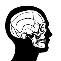 Tête humaine avec crâne vecteur