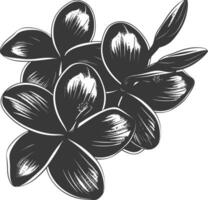 silhouette plumeria fleur noir Couleur seulement vecteur