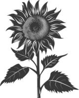 silhouette tournesol fleur noir Couleur seulement vecteur