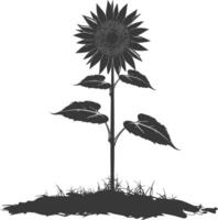 silhouette tournesol fleur dans le sol noir Couleur seulement vecteur