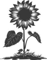 silhouette tournesol fleur dans le sol noir Couleur seulement vecteur