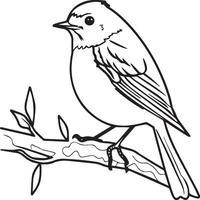 Robin coloration pages. Robin oiseau contour pour coloration livre vecteur
