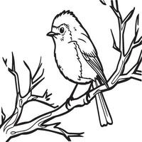 Robin coloration pages. Robin oiseau contour pour coloration livre vecteur