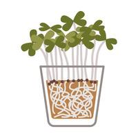 Roquette microgreens dans une récipient, en bonne santé nourriture choux, dessin animé style. branché moderne illustration isolé sur blanc arrière-plan, main dessiné, plat conception vecteur