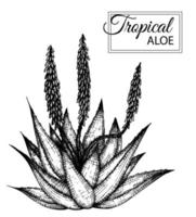 illustration vectorielle de fleur tropicale isolé sur fond blanc. aloès dessiné à la main. illustration graphique florale en noir et blanc. éléments de conception tropicale. style d'ombrage de ligne. vecteur