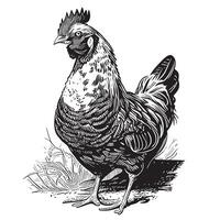 poule poulet permanent sur le herbe main tiré esquisser dans griffonnage style illustration vecteur