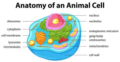 Diagramme montrant l&#39;anatomie d&#39;une cellule animale vecteur