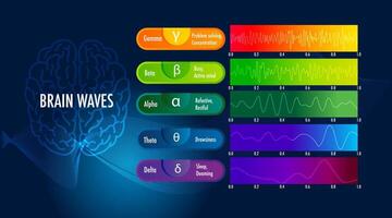 les mesures cerveau vagues de différent fréquences dans le cerveau infographie vecteur