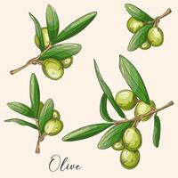 vert Olives et feuilles isolé sur transparent Contexte. main a conduit illustration, ancien. pour Étiquettes, bannière, paquet. vecteur