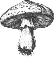 champignon images en utilisant vieux gravure style vecteur