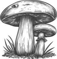 champignon images en utilisant vieux gravure style vecteur