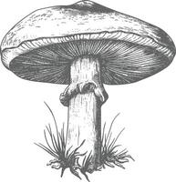 champignon images en utilisant vieux gravure style vecteur