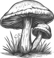 champignon images en utilisant vieux gravure style vecteur