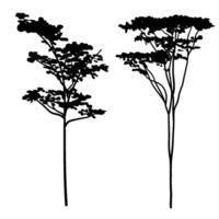 albizia chinensis ou communément nommé soie arbre silhouette collection vecteur
