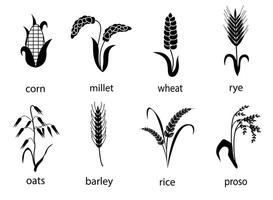 icône ensemble de céréales avec riz, seigle, blé, maïs, avoine, orge, Millet. le concept de marquage biologique des produits, agriculture, grain, boulangerie des produits, en bonne santé aliments. vecteur