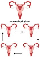 Phases du cycle menstruel chez l&#39;humain vecteur