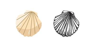 mignonne main tiré eau salée coquille coquillage, palourde, conque. coquille mer coquille, plat et contour noir illustration. vecteur