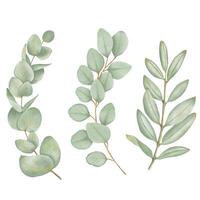 magnifique aquarelle feuilles - botanique clipart pour conception vecteur