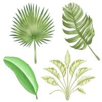 magnifique aquarelle feuilles - botanique clipart pour conception vecteur