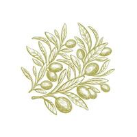 gravé olive branche. texture rond symbole vecteur