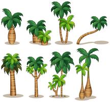 palmiers vecteur