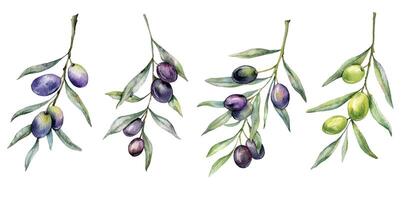 Olives aquarelle illustration. olive branches verdure main peint aquarelle isolé sur blanc Contexte. parfait pour olive mariage faire-part, floral Étiquettes, de mariée douche et salutation cartes vecteur