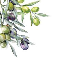 Olives aquarelle illustration. olive branches verdure main peint aquarelle isolé sur blanc Contexte. parfait pour olive mariage faire-part, floral Étiquettes, de mariée douche et salutation cartes vecteur