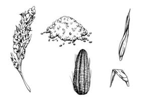 main tiré encre illustration, légume surgir grain quinoa maïs blé végétarien aliments. ensemble de objets isolé sur blanc Contexte. conception voyage, vacances, brochure, imprimer, café restaurant menu vecteur