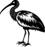 une noir et blanc illustration de une ibis oiseau vecteur