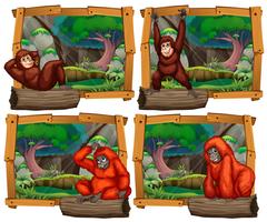Quatre scènes de singe dans la jungle vecteur