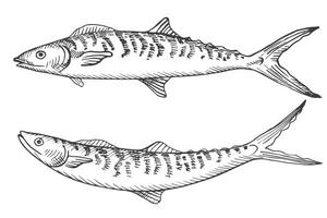 poisson maquereau esquisser main tiré gravé illustration sur isolé Contexte. fruit de mer, sous-marin vie, aliments. graphique silhouette de scomber, conception élément pour imprimer, signe, papier, carte, étiquette vecteur